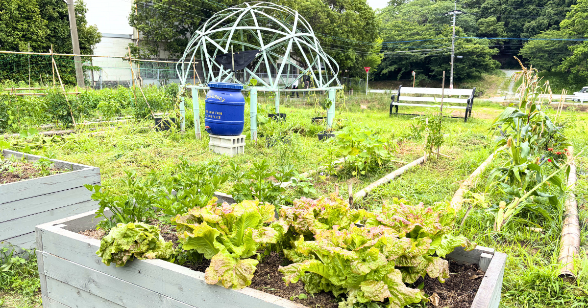 無農薬野菜をつくる菜園の風景